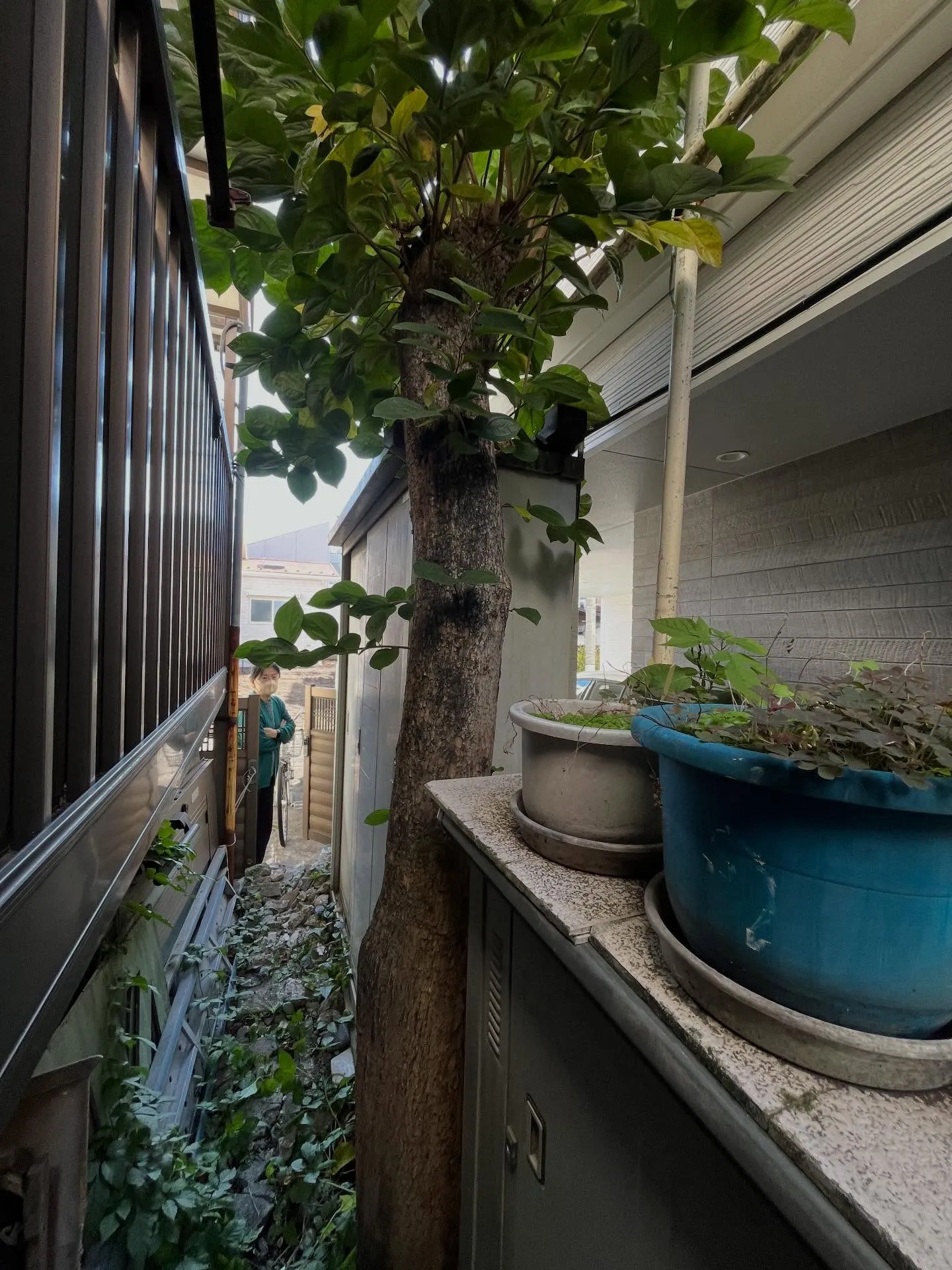 【練馬区】🪴🪴お庭のお手入れ🪴🪴